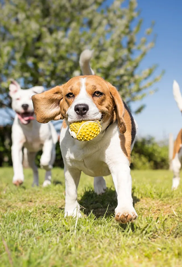 Three dogs playing with ball